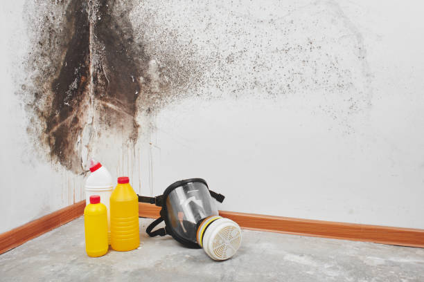 Best Fast Mold Removal  in St Peter, WI