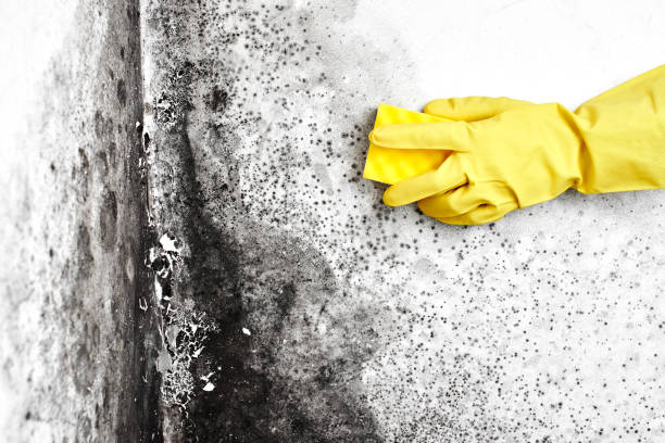 Best Toxic Mold Removal  in St Peter, WI