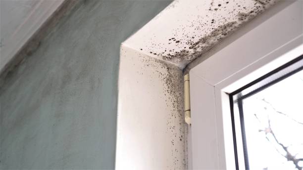 Best Crawl Space Mold Removal  in St Peter, WI