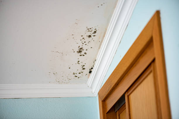 Best Mold Cleaning Services  in St Peter, WI