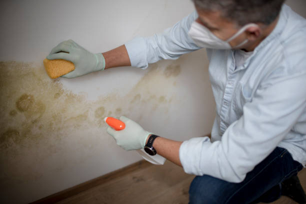 Best Mold Damage Repair  in St Peter, WI