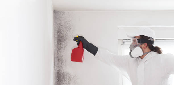 Mold Removal Process in St Peter, WI