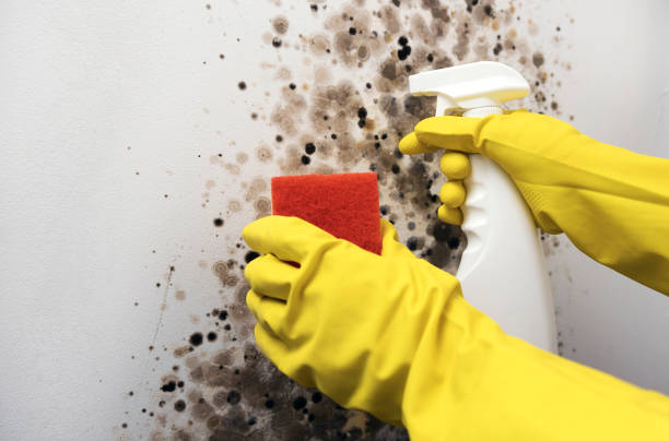 Best Certified Mold Removal  in St Peter, WI