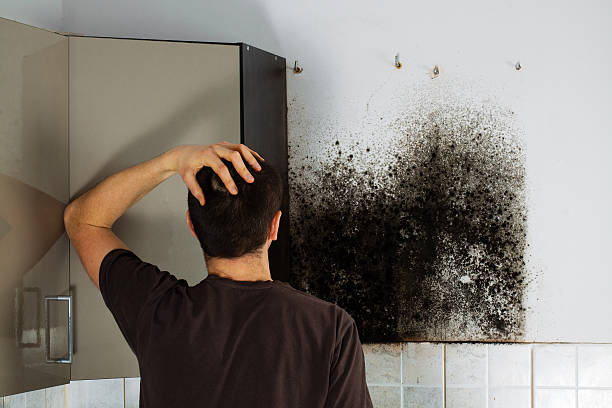 Best Professional Mold Removal  in St Peter, WI