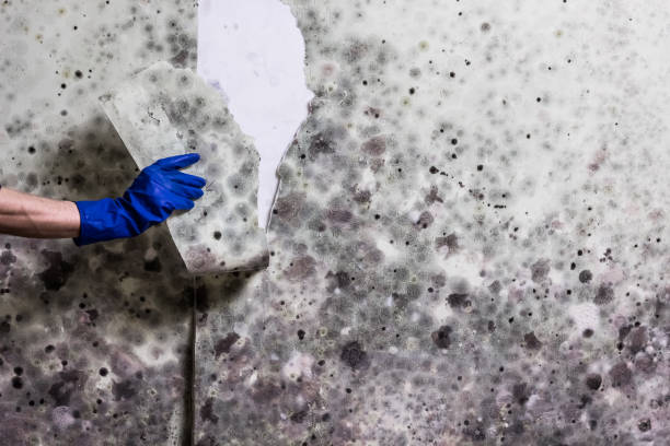 Best Home Mold Removal  in St Peter, WI