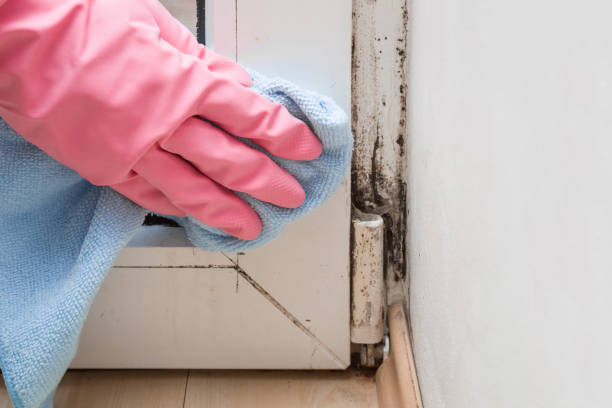 Best Toxic Mold Removal  in St Peter, WI