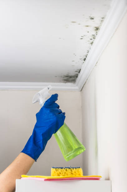 Best Residential Mold Removal  in St Peter, WI